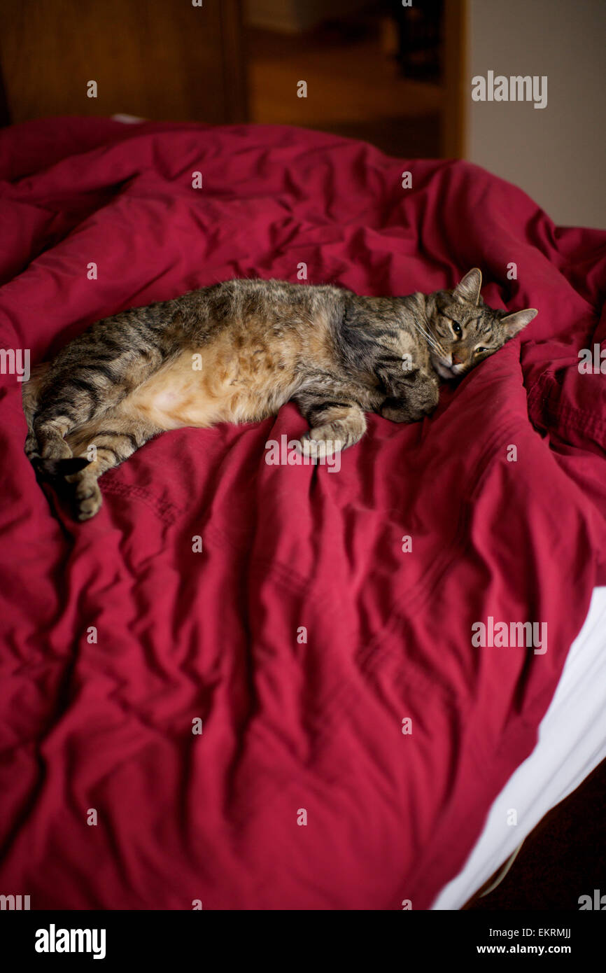 Hauskatze in der Heimat, Katze nur auf Bett aufwachen Stockfoto