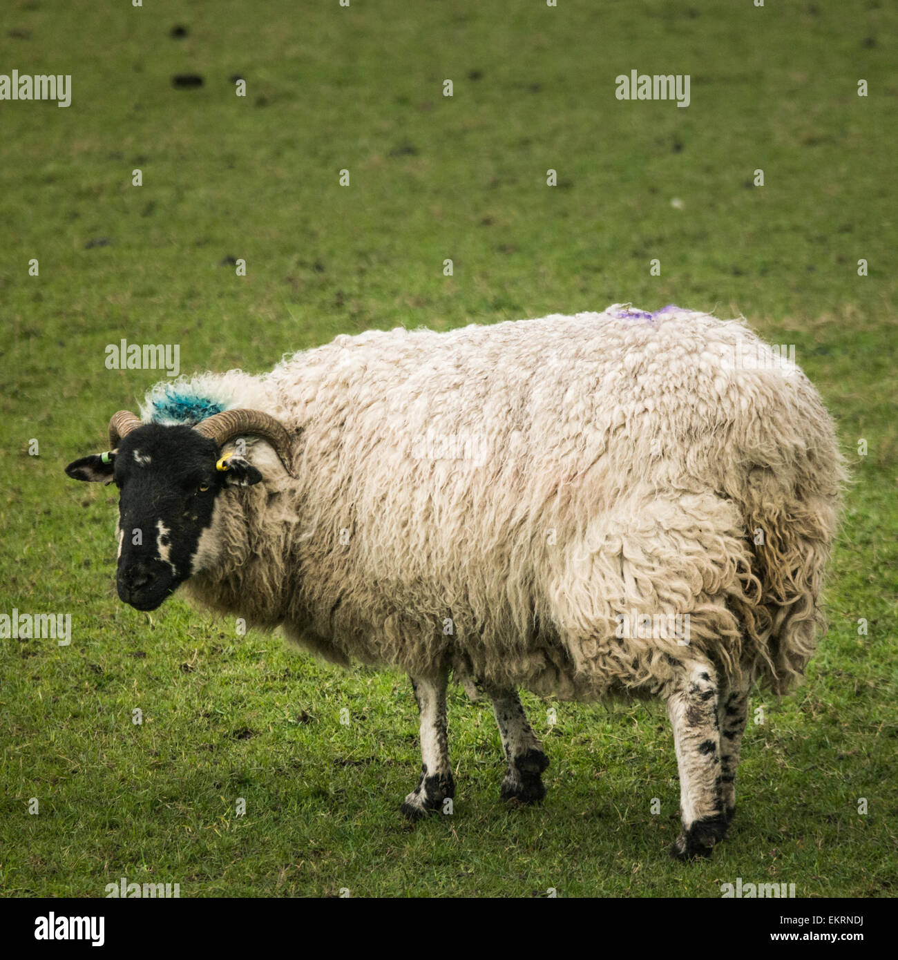 Eine hochschwangere Eibe in einem Feld Stockfoto