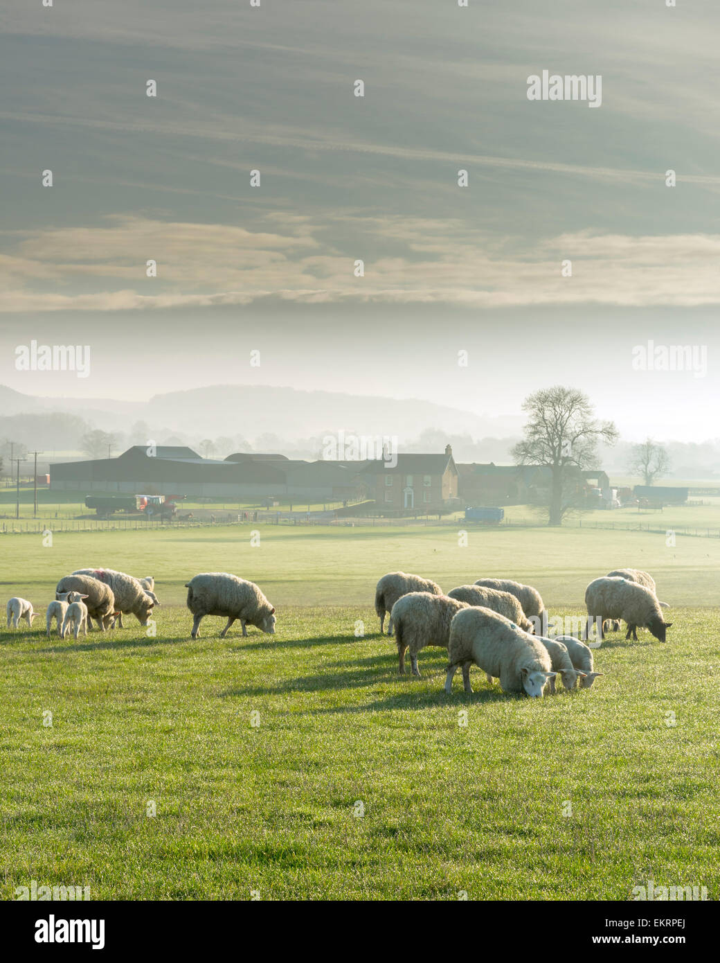 Schafe und Neugeborene Lämmer Weiden im frühen Morgen Sonnenschein am Launds Farrn in der Nähe von Crayke in North Yorkshire, England. Stockfoto