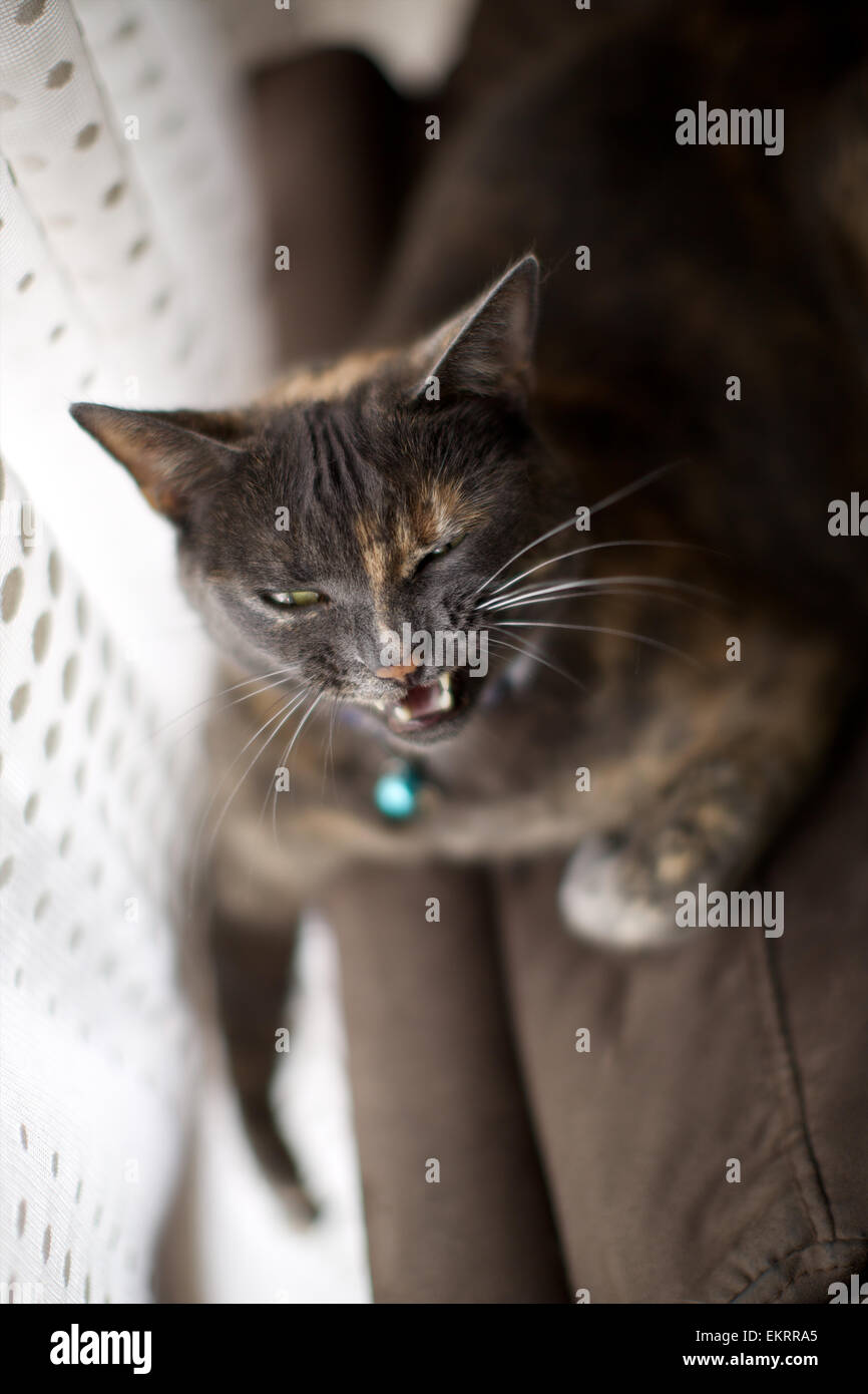 Hauskatze in der Heimat, Gähnen, auf der Couch am Fenster Stockfoto