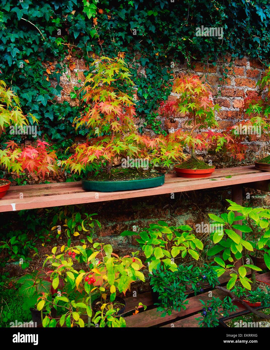 Ahorn Bonsai, Berkeley Wald, Co. Wexford, Irland; Bonsai-Bume  Stockfotografie - Alamy