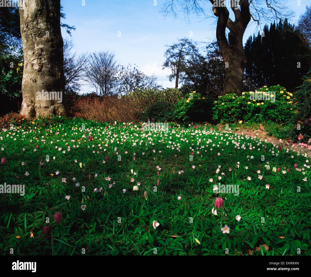 Mount Congreve Gardens, Co Waterford, Irland; Anemone und Fritillary Stockfoto