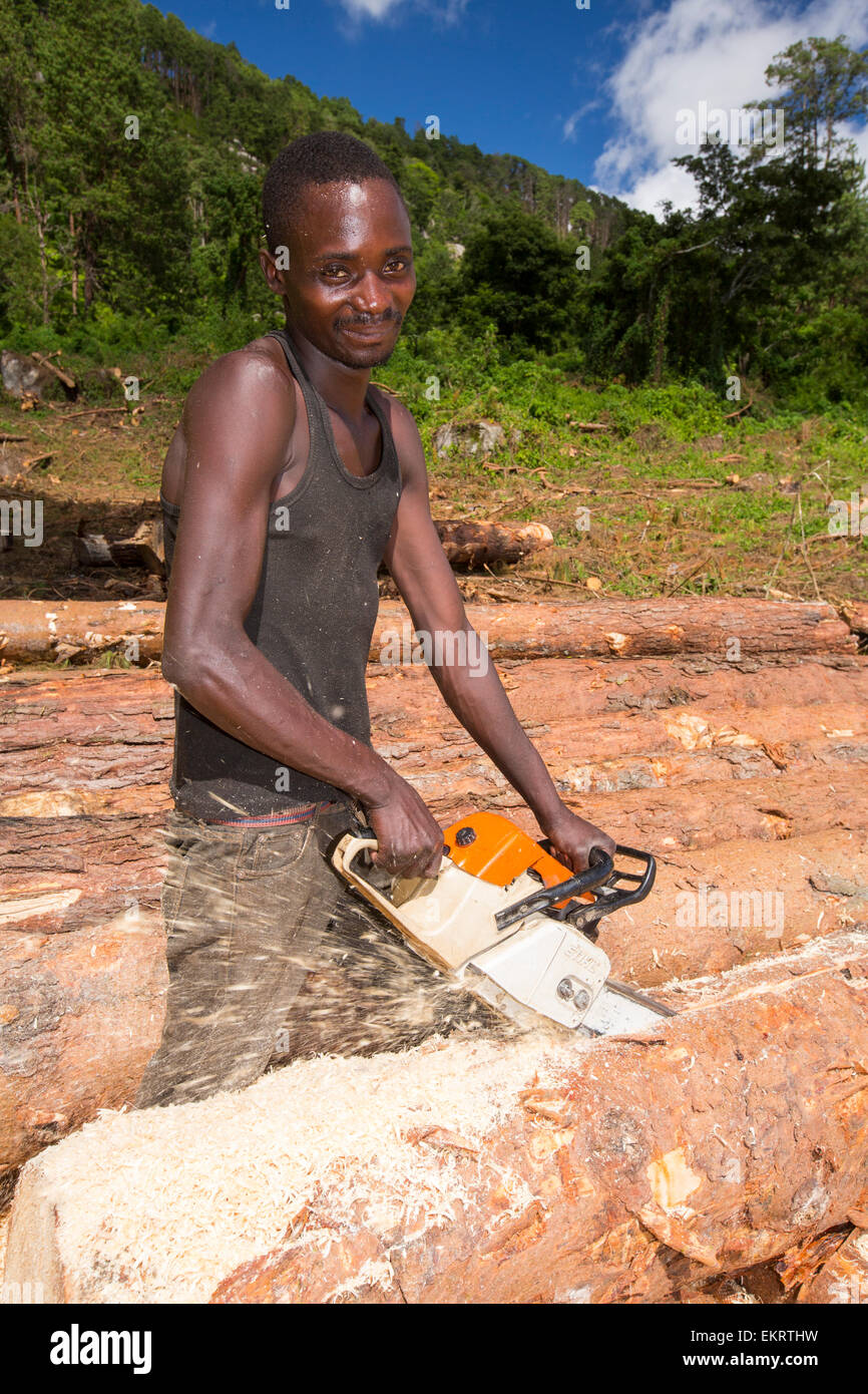 Malawi ist eines der ärmsten Länder der Welt, es wurde stark abgeholzt. Die Abholzung wurde um Land für eine wachsende Bevölkerung Zugang zum Lebensunterhalt anzubauen und zu landen haben klar Kohle, die die wichtigsten Kochbrennstoff in Malawi ist. Diese Aufnahme zeigt ein Holzfällerlager auf dem Zomba Plateau. Stockfoto