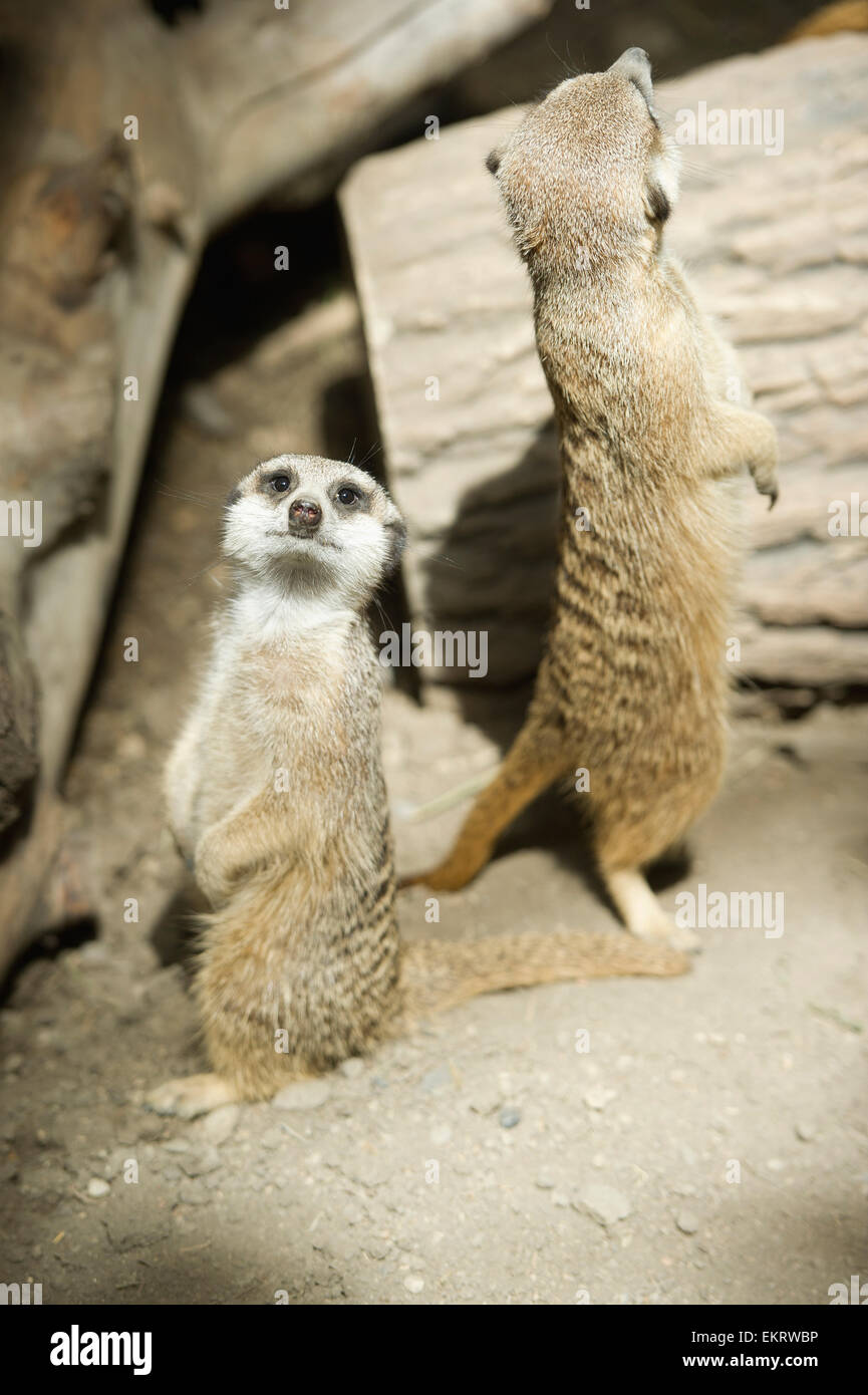 Erdmännchen im Zoo von Calgary aufrecht stehend; Calgary, Alberta, Kanada Stockfoto