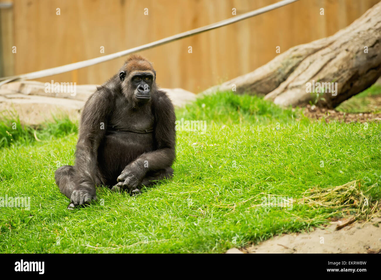 Ein Gorilla im Zoo von Calgary; Calgary, Alberta, Kanada Stockfoto