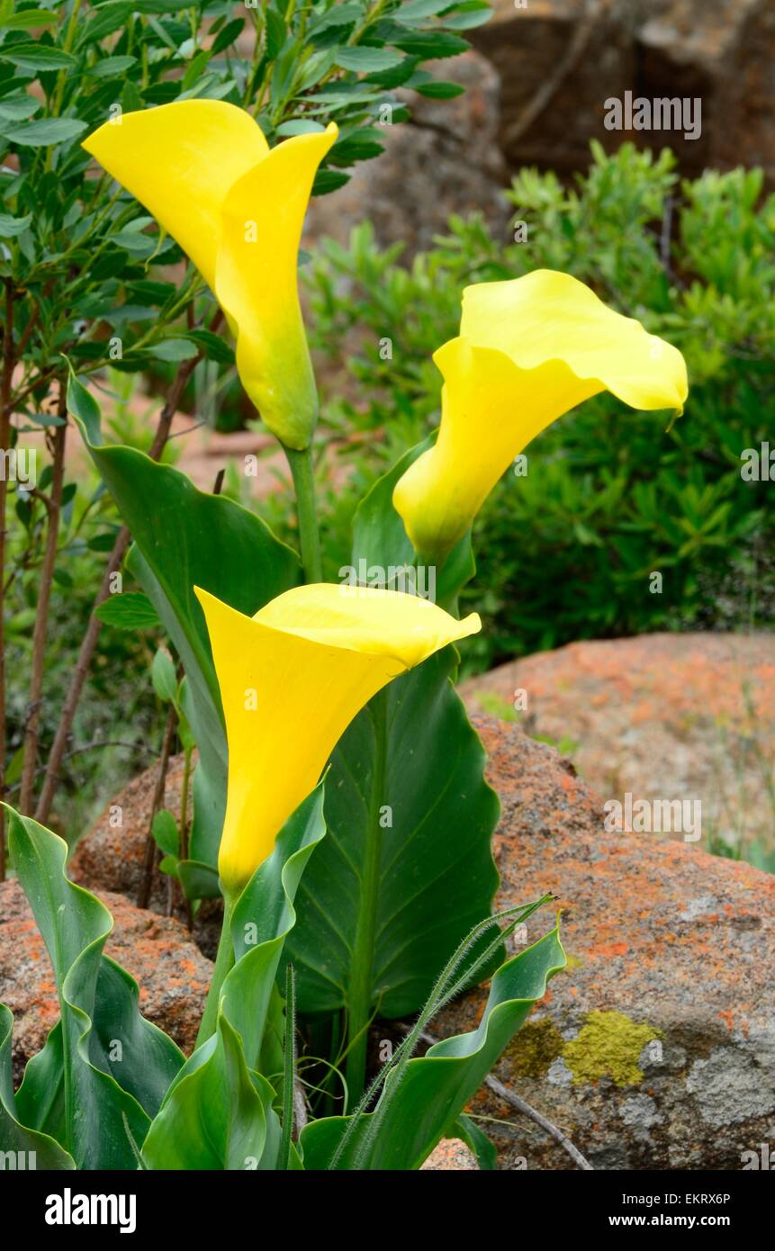 Zantedeschia Elliottiana oder gelbe Calla/Arum Lilie wächst wild in der Limpopo Provinz in Südafrika. Stockfoto