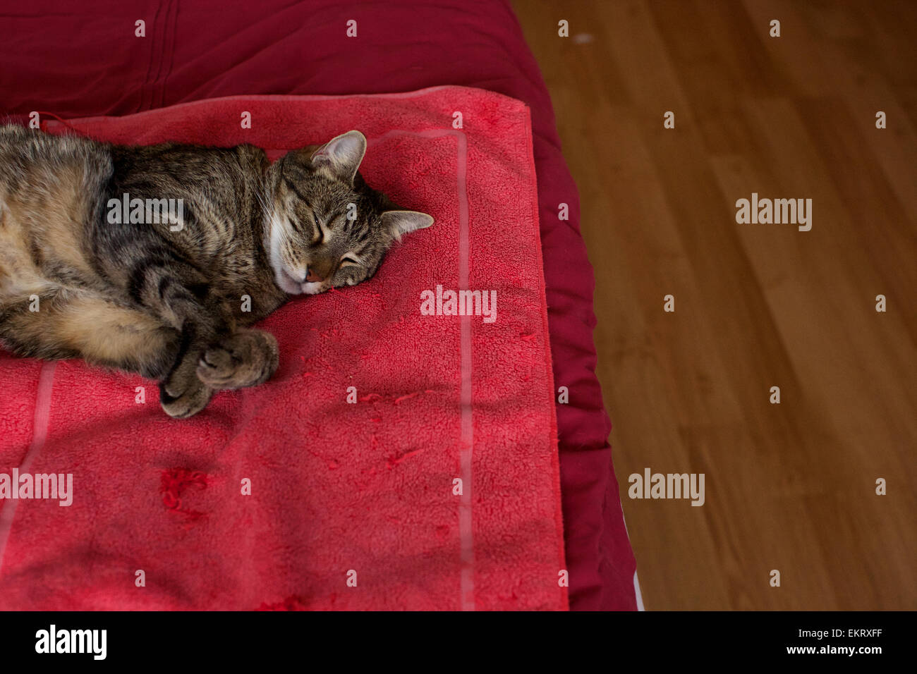 Hauskatze in der Heimat, Katze, schlafen auf Bett Stockfoto