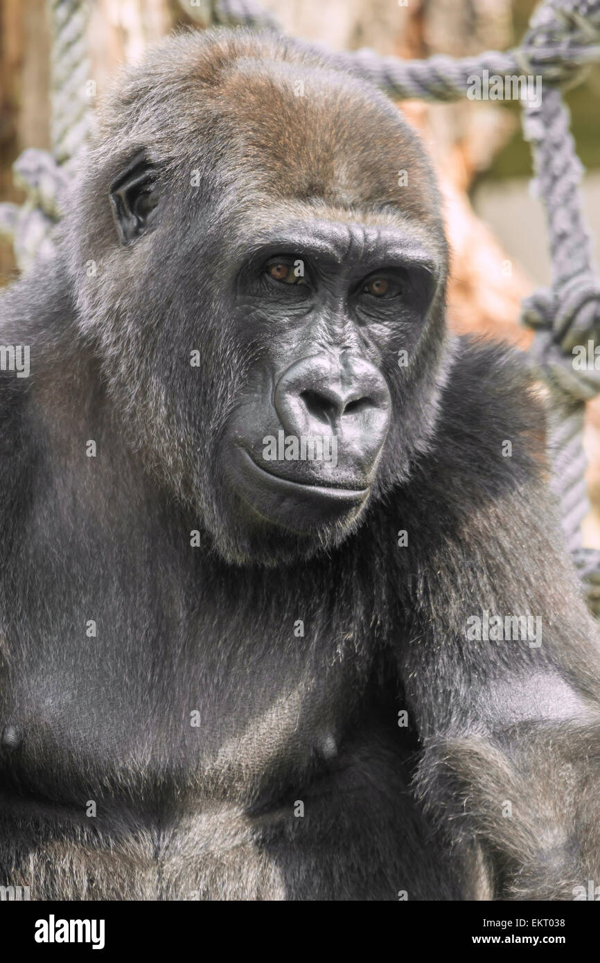 Gesicht-Porträt eines jungen Gorillas Stockfoto