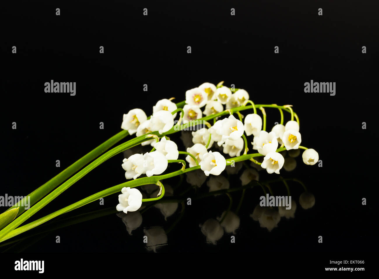Schwarze lilien Fotos und Bildmaterial in hoher Auflösung Alamy