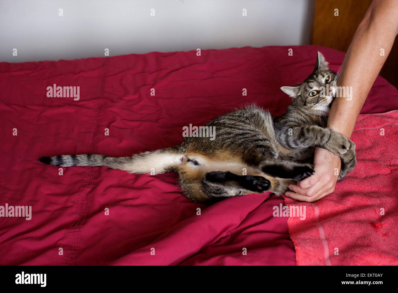 Hauskatze in der Wohnung, spielen mit Besitzer auf Bett Stockfoto