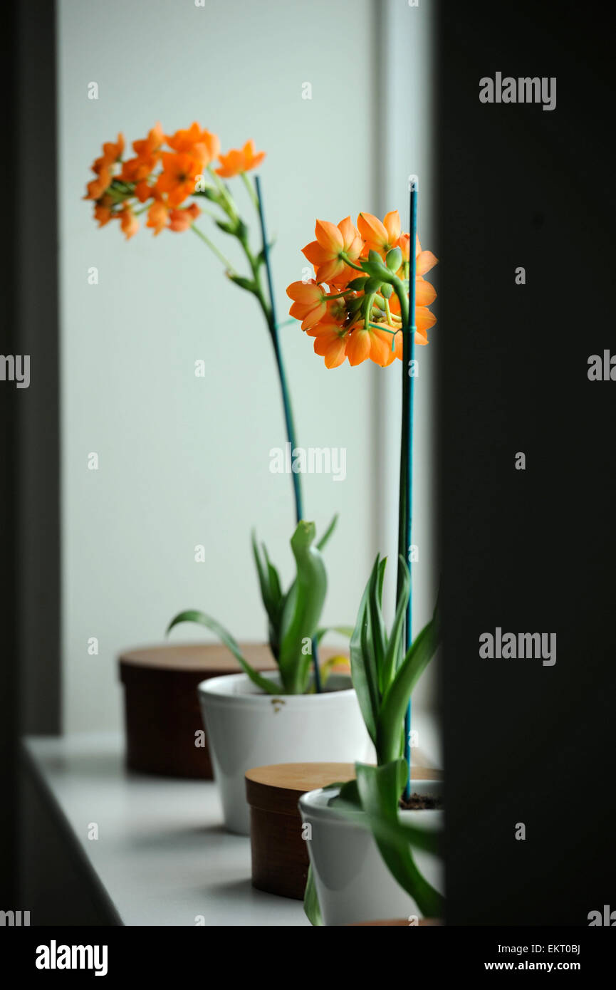 Orange Orchideen im Fenster eine moderne Scheune Konvertierung, Gloucestershire UK Stockfoto