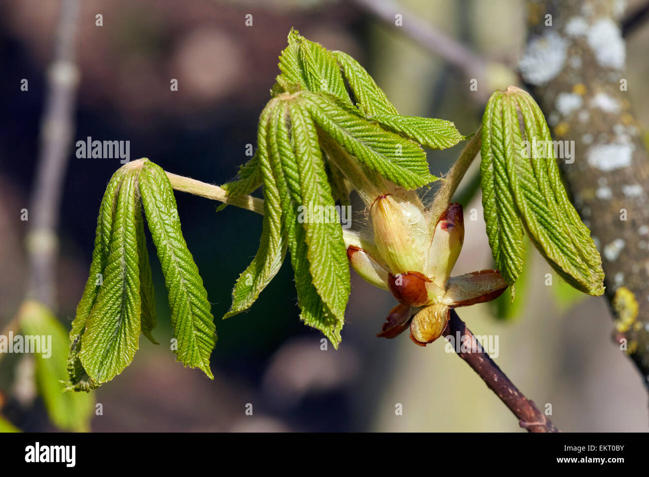 Rosskastanie Blätter im Frühling. Hurst Wiesen, West Molesey Surrey, England. Stockfoto