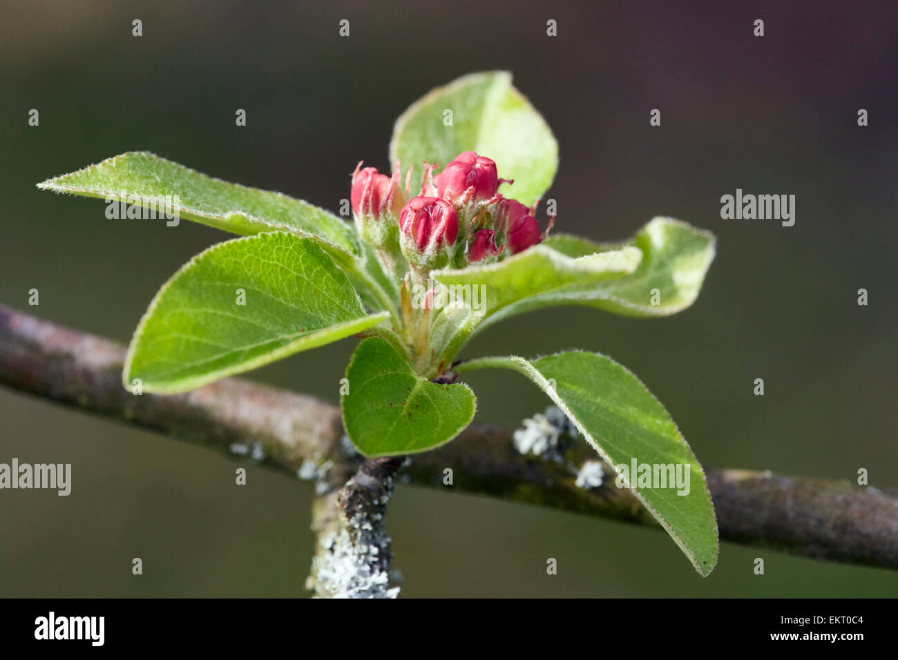 Crab Apple Blossom und Frühjahr Blätter.  Hurst Wiesen, West Molesey Surrey, England. Stockfoto