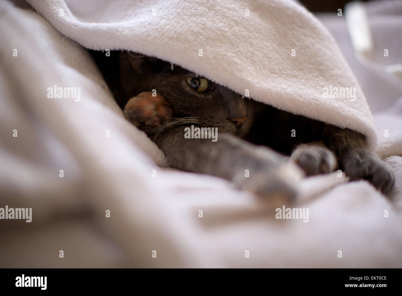 Hauskatze in der Wohnung versteckt unter Morgenmantel mit nur Pfoten ausgesetzt und Auge sichtbar Stockfoto