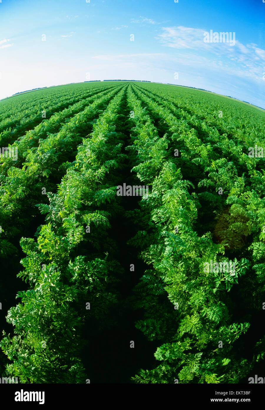 Landwirtschaft - Bereich gesunde Reife Karotten / in der Nähe von Portage la Prairie, Manitoba, Kanada. Stockfoto