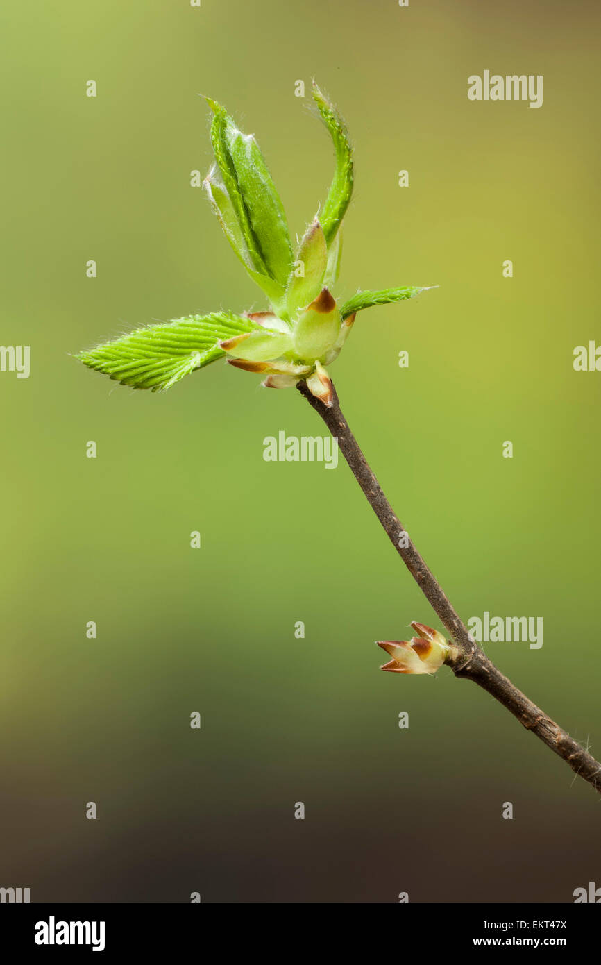 Knospe, Keim, Trieb, Triebspitze, schießen, Young schießen, Bluete, Blüten, Blüte, Carpinus Betulus, Hainbuche, gemeinsame Hainbuche Stockfoto