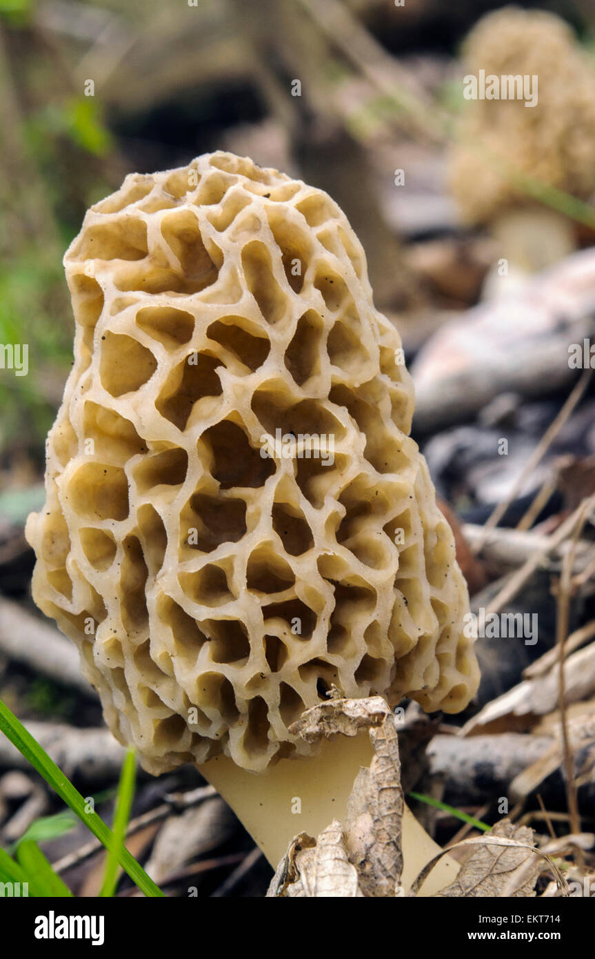 Großen Morel Pilz Vordergrund, Morcheln Pilze Hintergrund Stockfoto