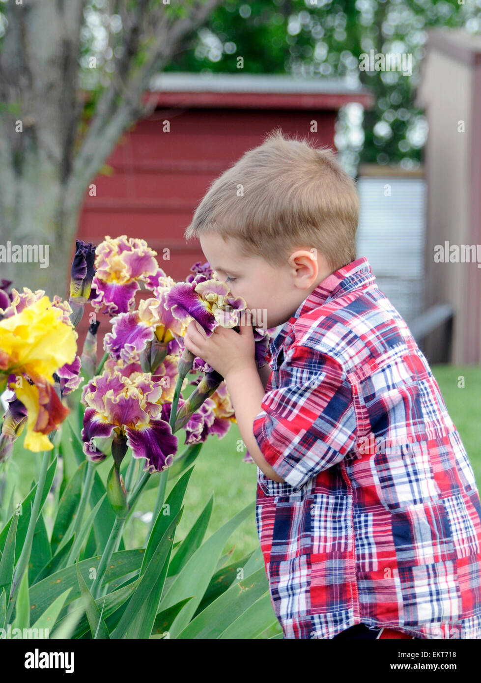 Kind riechende Iris Blumen Stockfoto