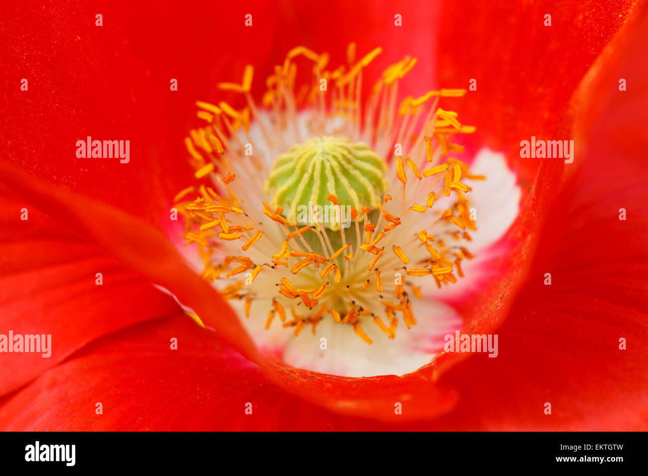 Red weed Super Makro, detaild gelbe Staubgefäße in der Mitte der Blume, Frühling Stockfoto
