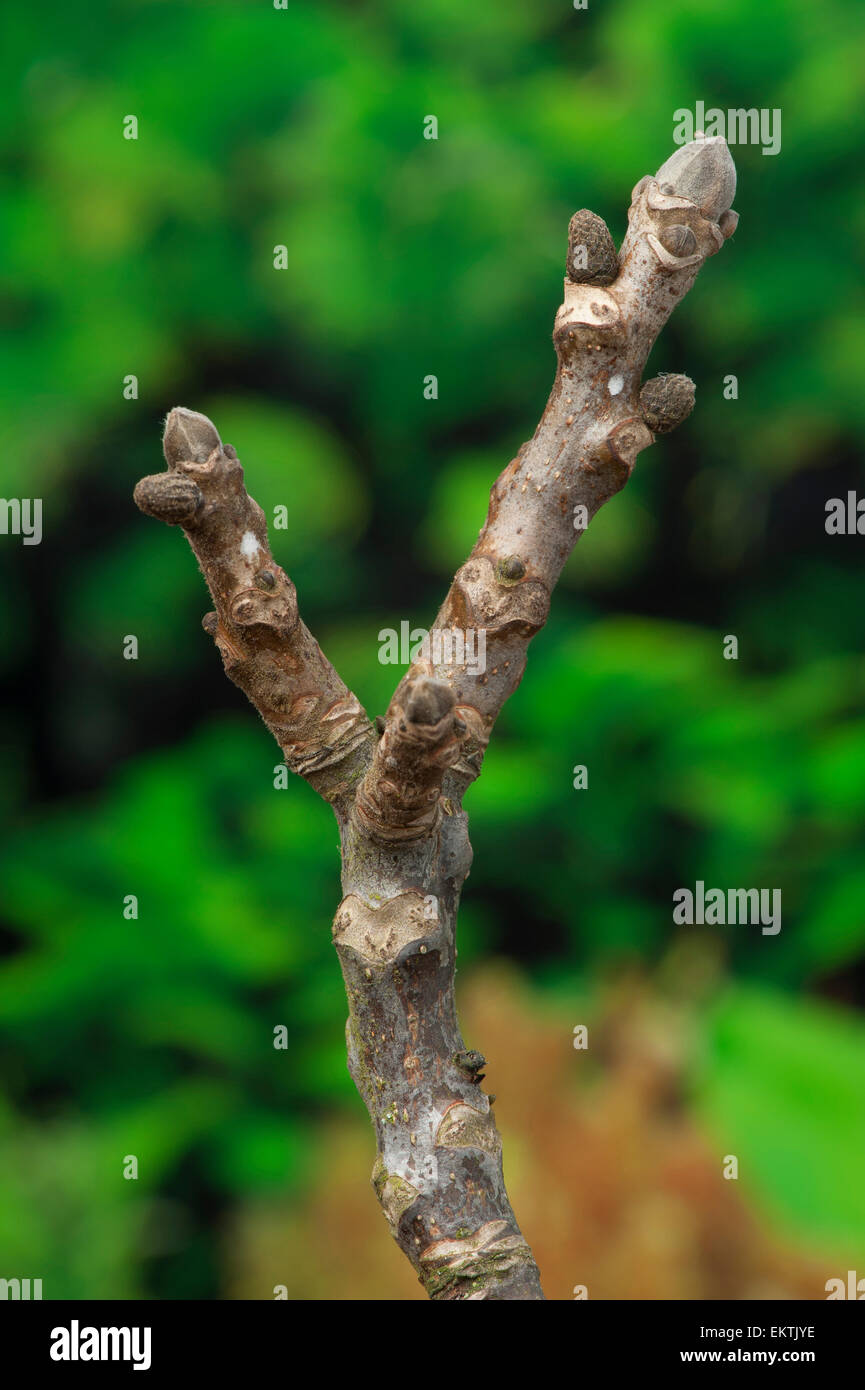 Knospe, Bud, Trieb, Triebspitze, schießen, schießen junge, Bluete, Blossom, Bloom, Juglans Regia, Walnuss, persische Walnuss Stockfoto