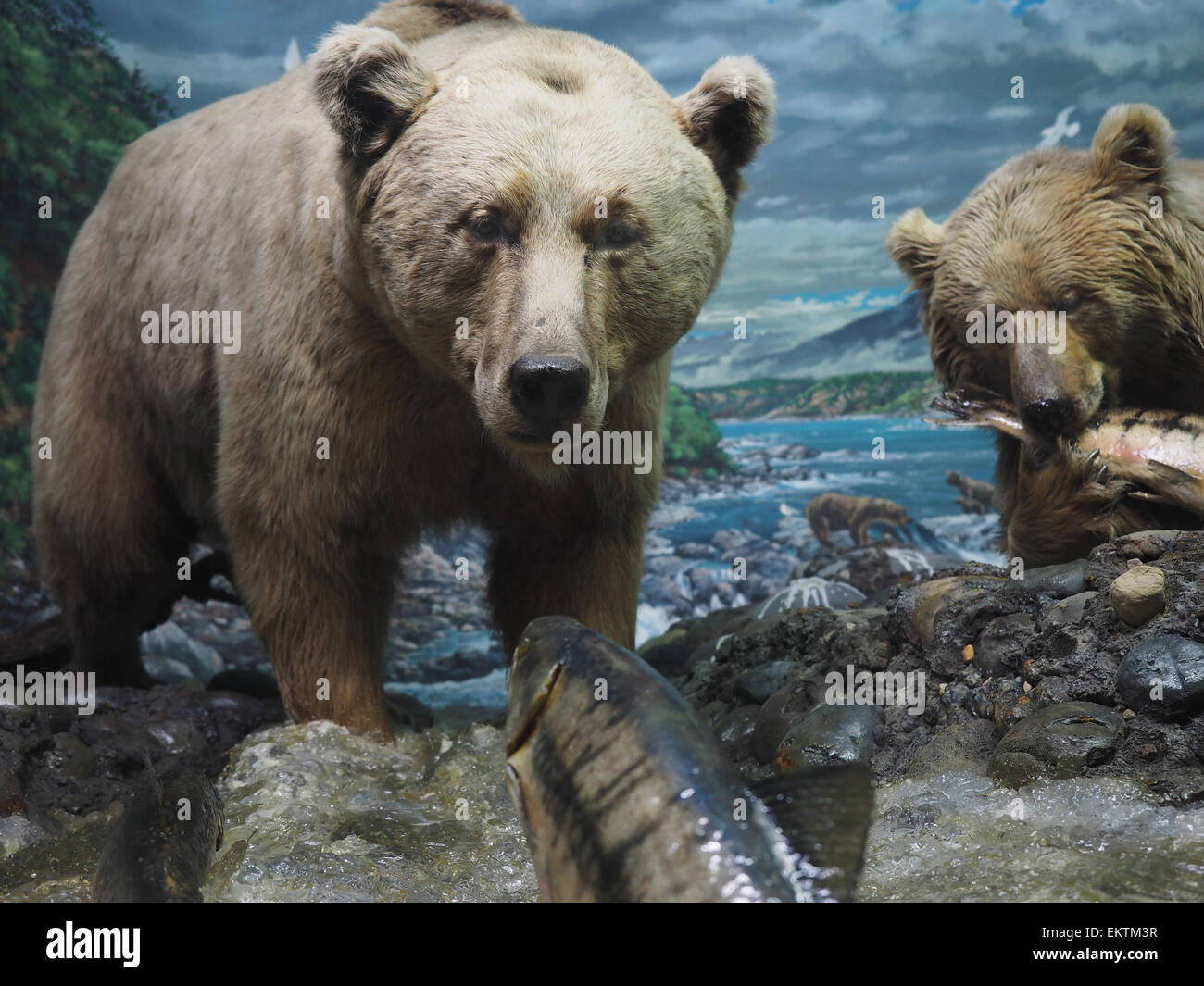 Diorama, Natural History Museum, Mailand, Lombardei, Italien, Europa Stockfoto