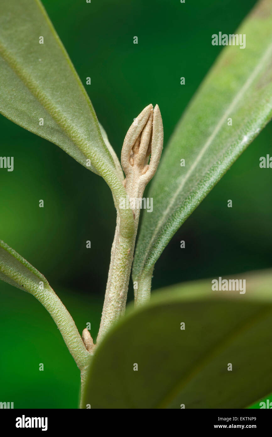 Knospe, Bud, Trieb, Triebspitze, schießen, schießen junge, Bluete, Blossom, Bloom, Olea Europaea, Olivenbaum, Olive Stockfoto