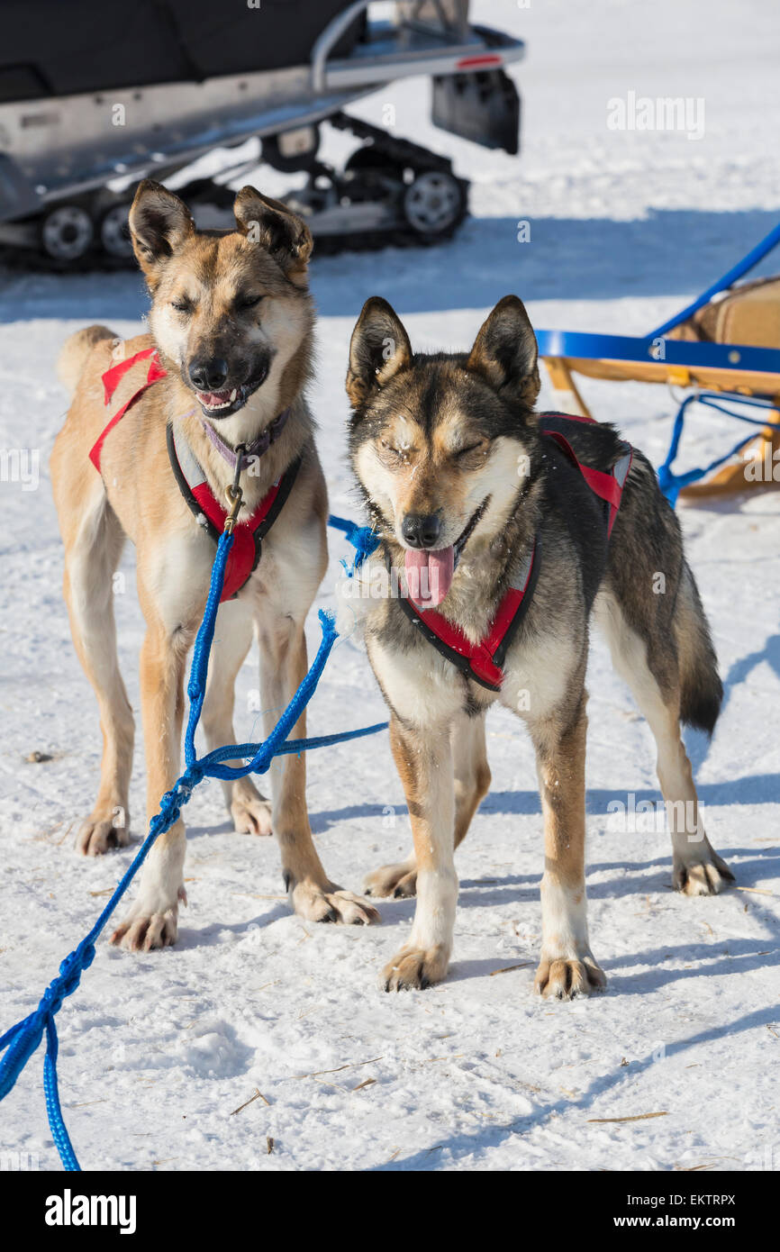 Zwei Schlitten Hunde, Anaktuvuk Pass, Gates Arctic National Park, Brooks Range, Arktis Alaskas Stockfoto