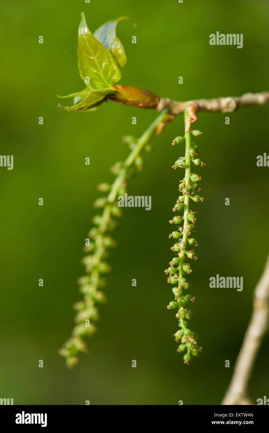 Knospe, Bud, Trieb, Triebspitze, schießen, schießen junge, Bluete, Blossom, Bloom, Populus Nigra Schwarz-Pappel, Schwarzpappel Stockfoto