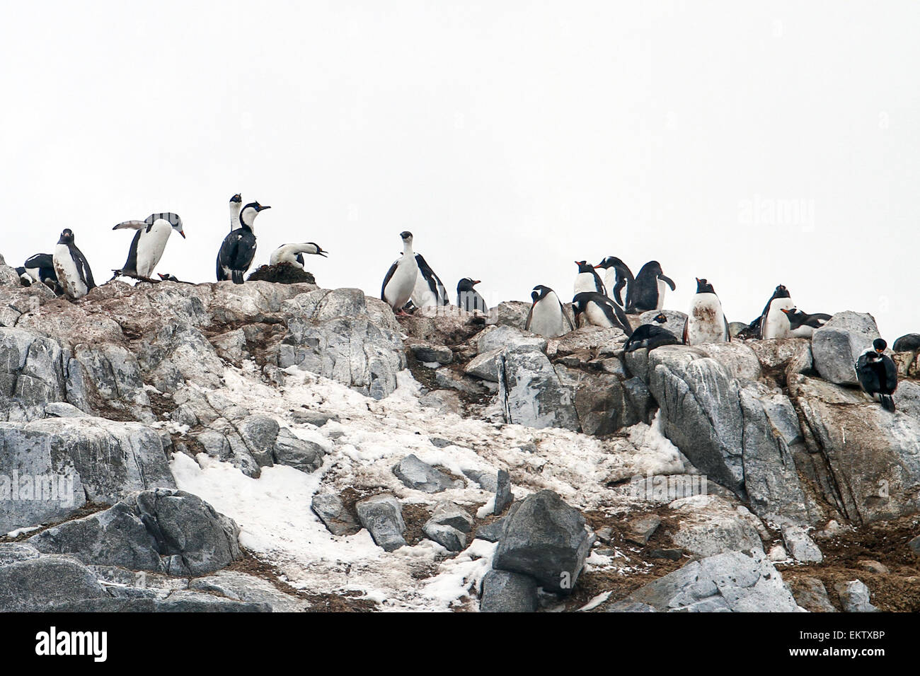 Gentoo Penguins (Pygoscelis Papua). Gentoo Pinguine bis zu Längen von 70 Zentimetern und Leben in großen Kolonien auf Antarktis ist Stockfoto