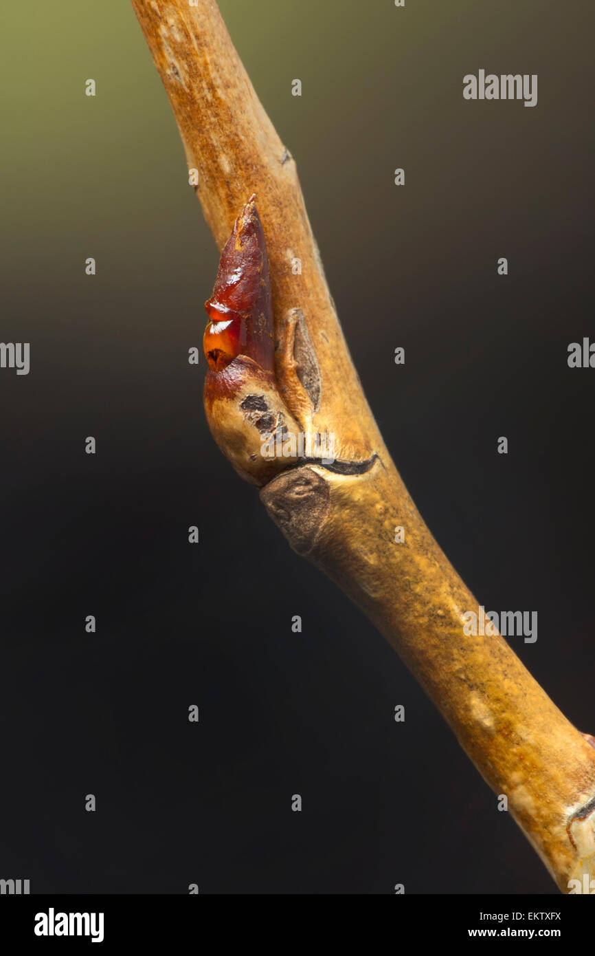 Knospe, Bud, Trieb, Triebspitze, schießen, schießen junge, Bluete