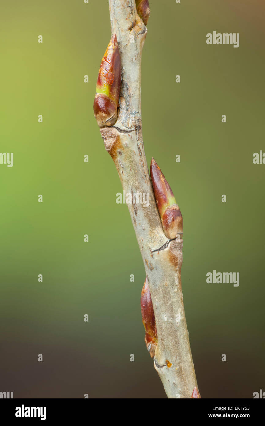 Knospe, Bud, Trieb, Triebspitze, schießen, schießen junge, Bluete, Blossom, Bloom, Populus Nigra Schwarz-Pappel, Schwarzpappel Stockfoto