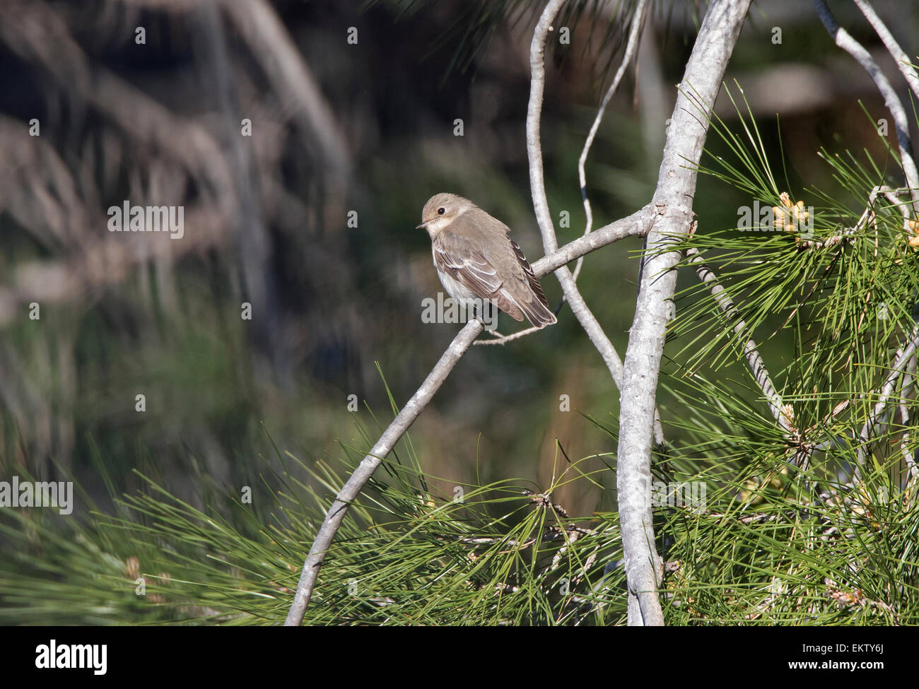 weibliche halb collared Flycatcher Ficedula Semitorquata Zypern März Stockfoto