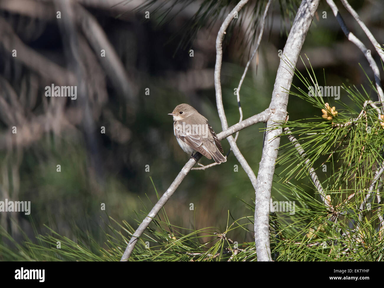 weibliche halb collared Flycatcher Ficedula Semitorquata Zypern März Stockfoto