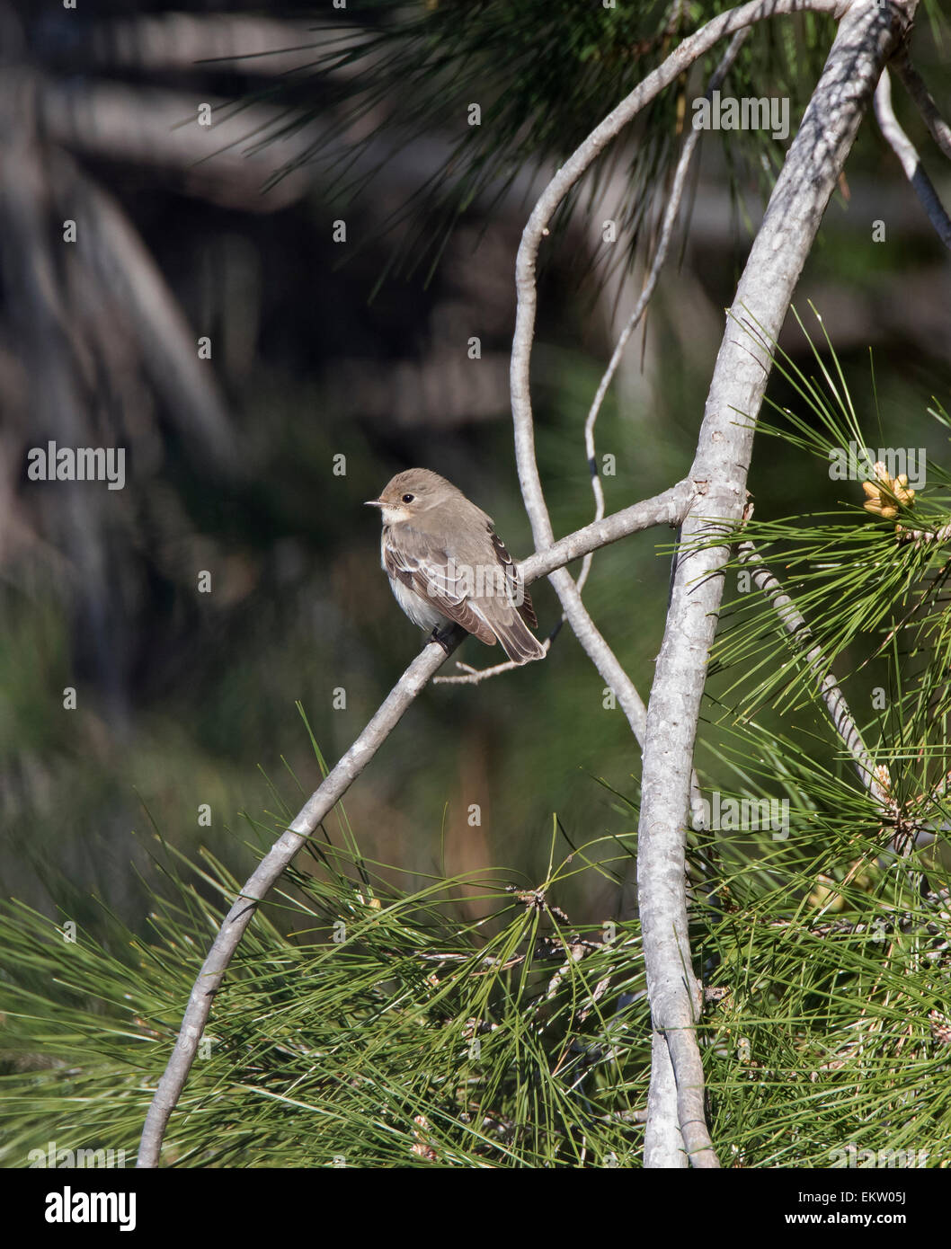 weibliche halb collared Flycatcher Ficedula Semitorquata Zypern März Stockfoto