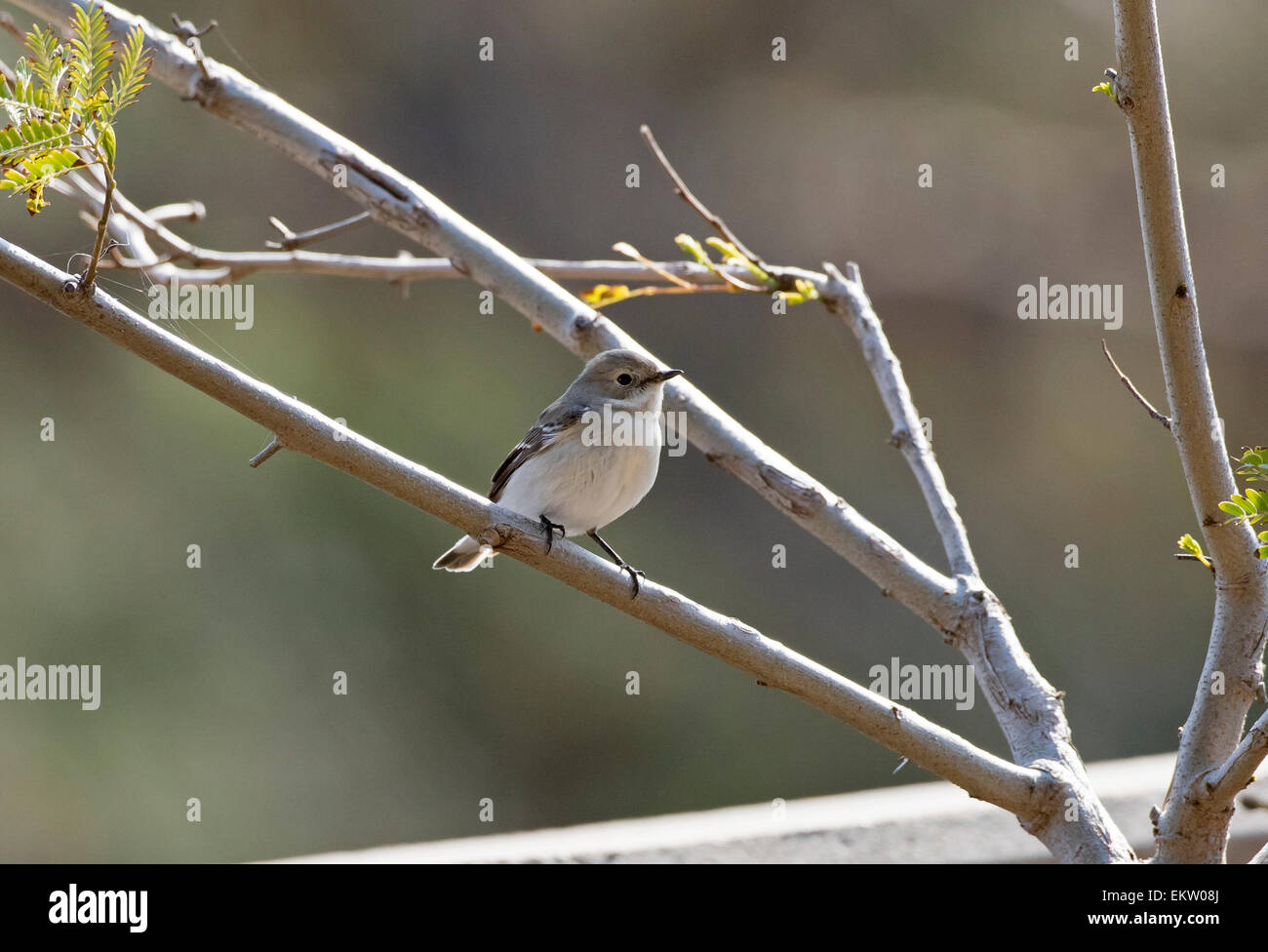 weibliche halb collared Flycatcher Ficedula Semitorquata Zypern März Stockfoto