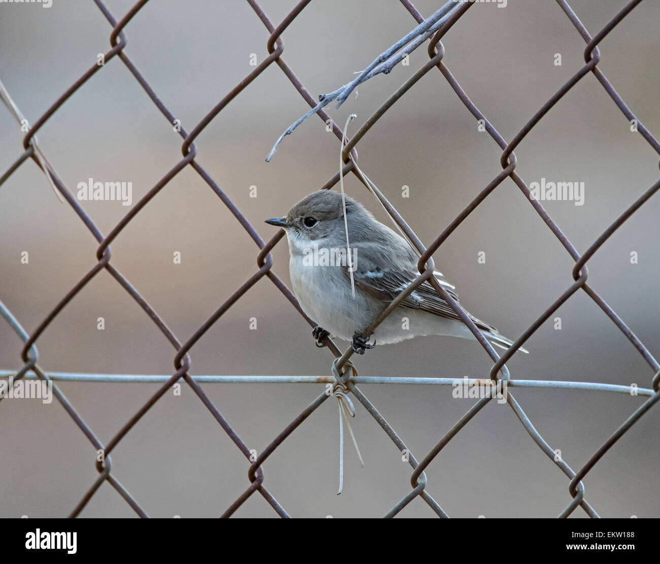 weibliche halb collared Flycatcher Ficedula Semitorquata Zypern März Stockfoto