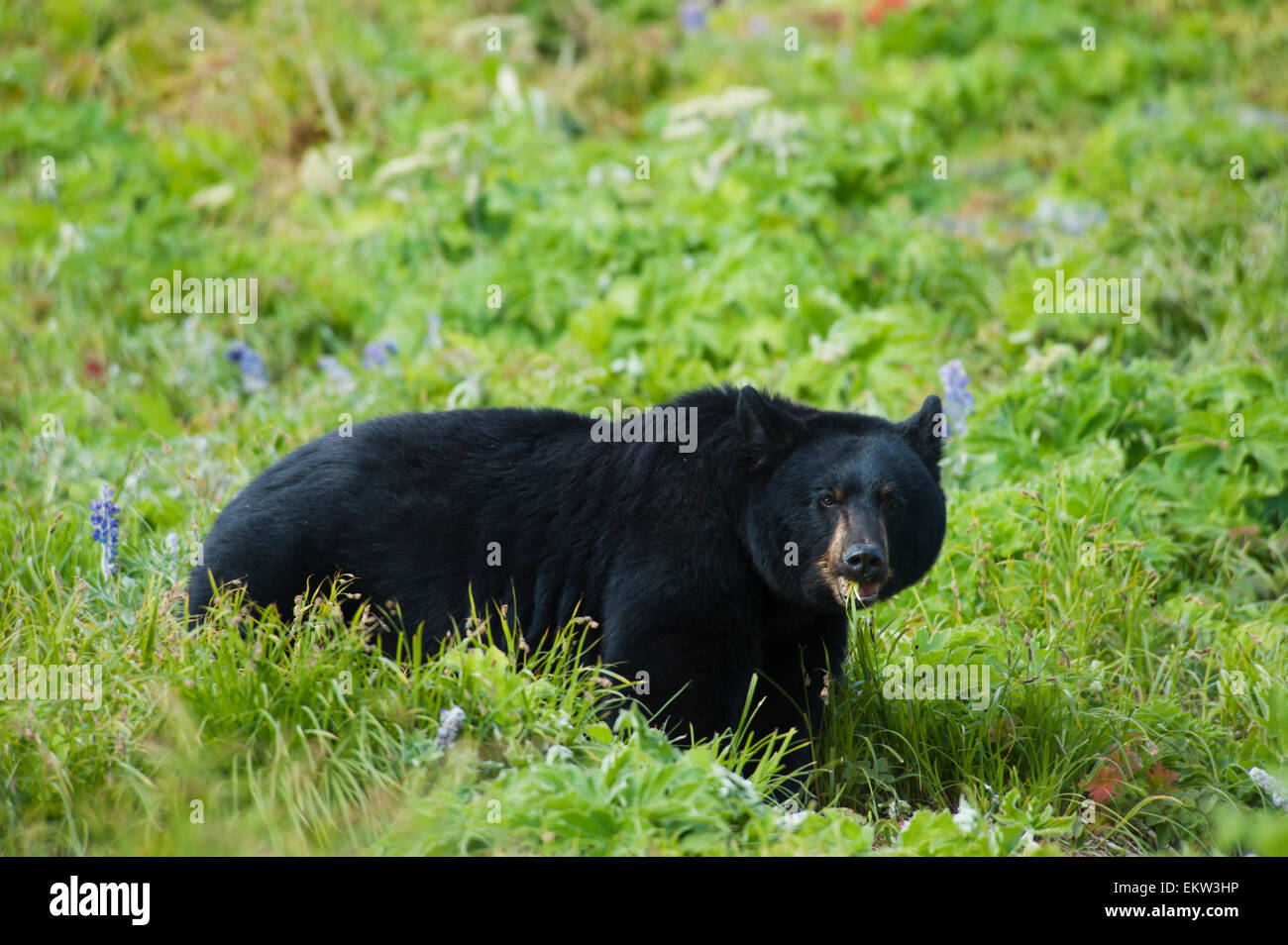 Ein schwarzer Bär frisst Grass auf einem Berg im Spätherbst auf Alaskas Kenai-Halbinsel Stockfoto