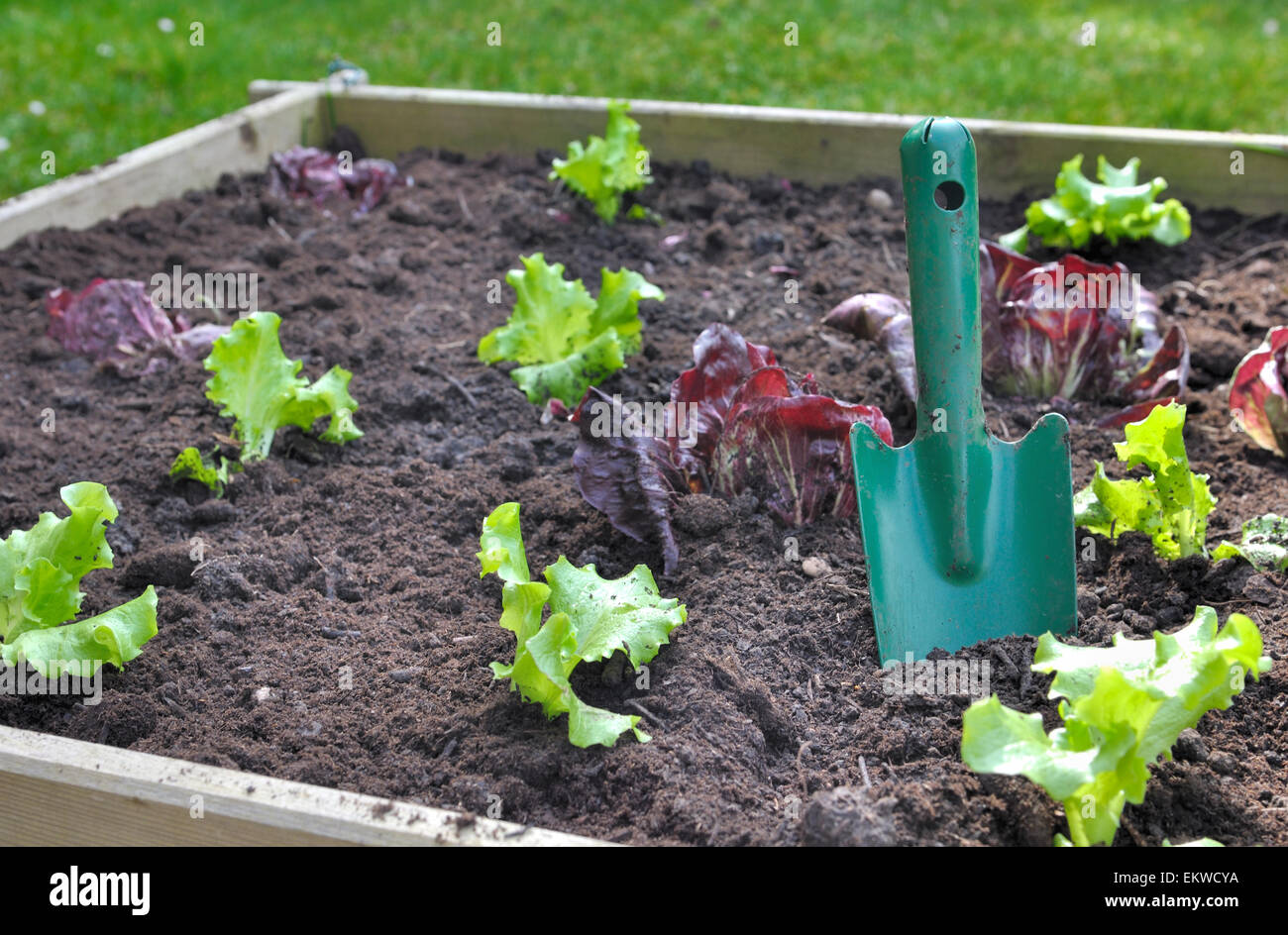 einige Kopfsalat Pflanzen mit Gartenarbeitwerkzeug im Boden eines Patches Stockfoto