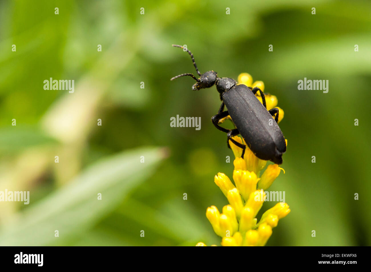 Schwarz Blister Beetle Bug auf gelben Goldrute Stockfoto