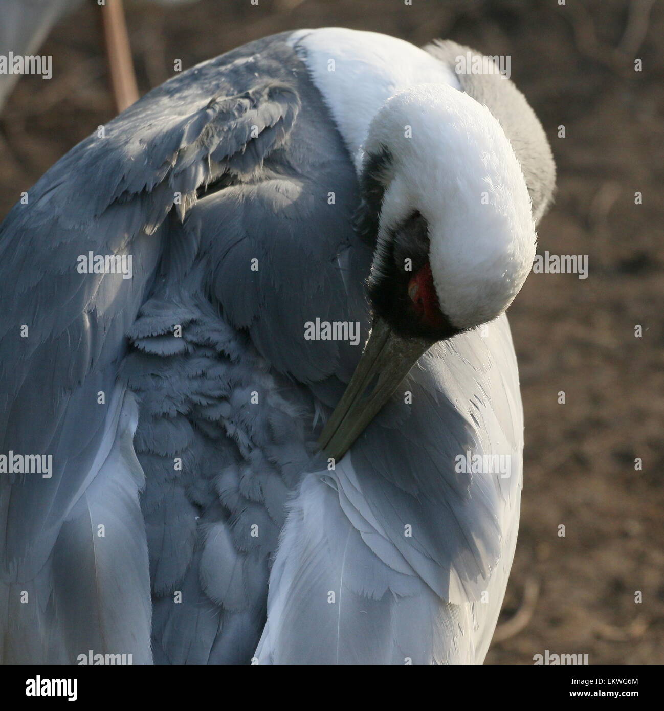 Asiatische White Himalaja-Kranich (Grus Vipio) seine Federn putzen Stockfoto