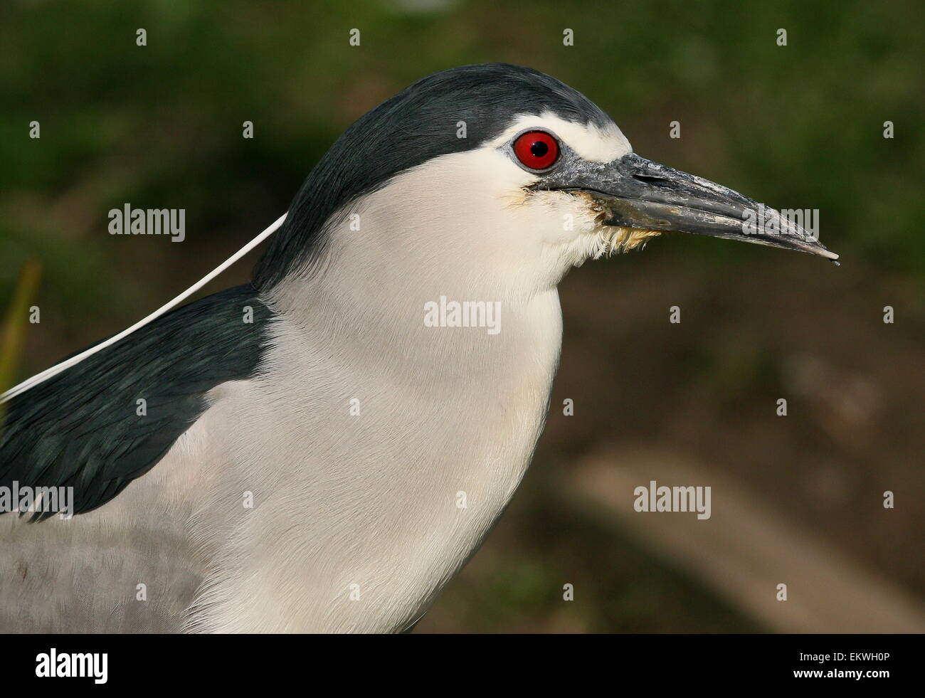 Schwarz-gekrönter Nachtreiher (Nycticorax Nycticorax) Nahaufnahme von Kopf und Oberkörper Stockfoto