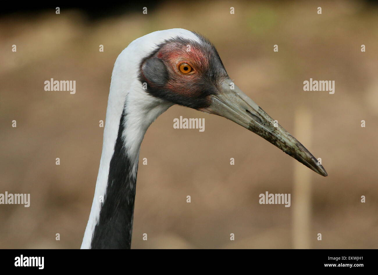 Asiatische White Himalaja-Kranich (Grus Vipio), Nahaufnahme des Kopfes Stockfoto