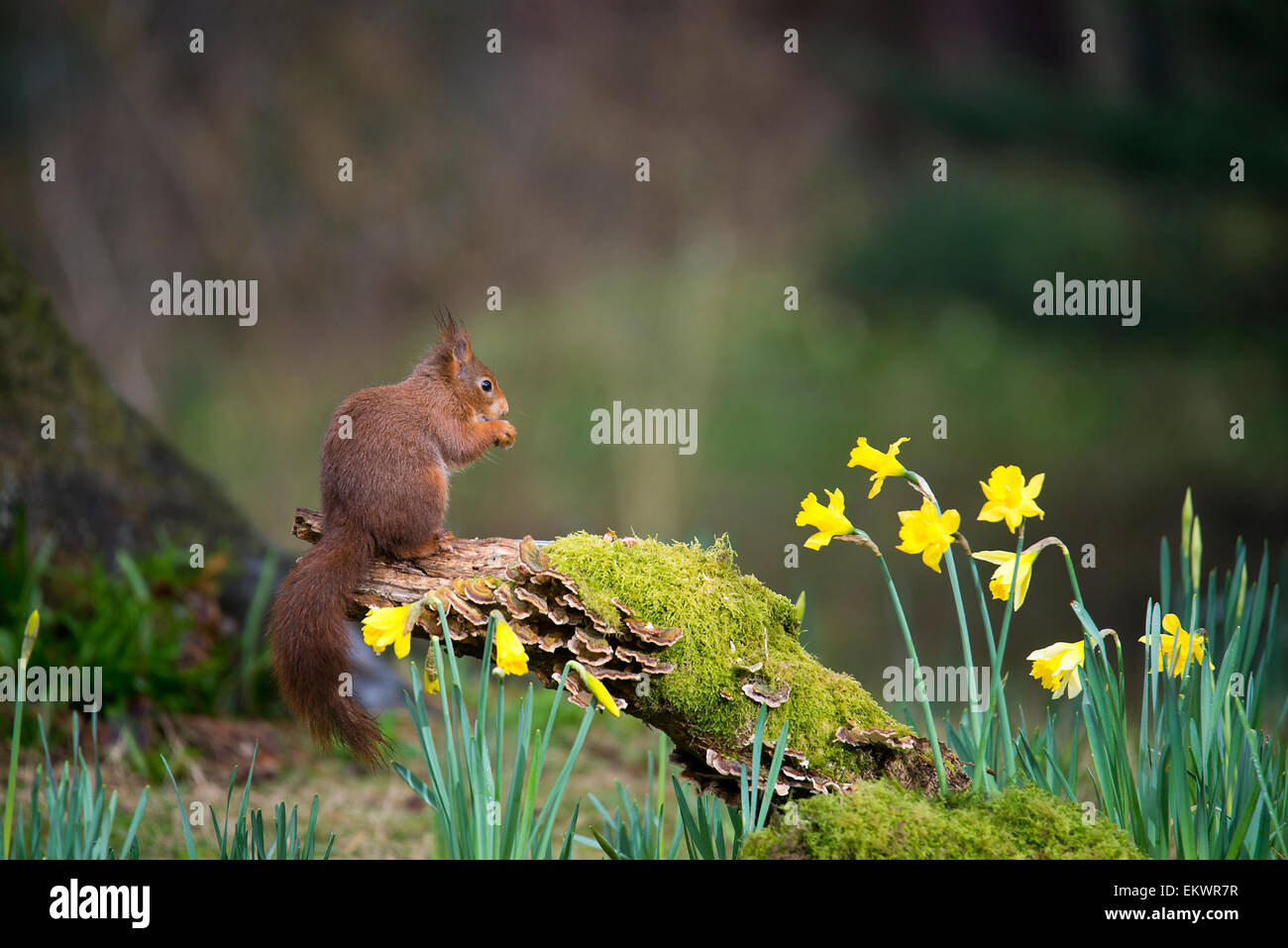 Eichhörnchen. (Sciurus Vulgaris). Auf moosigen Log mit Narzissen, Frühling. Stockfoto