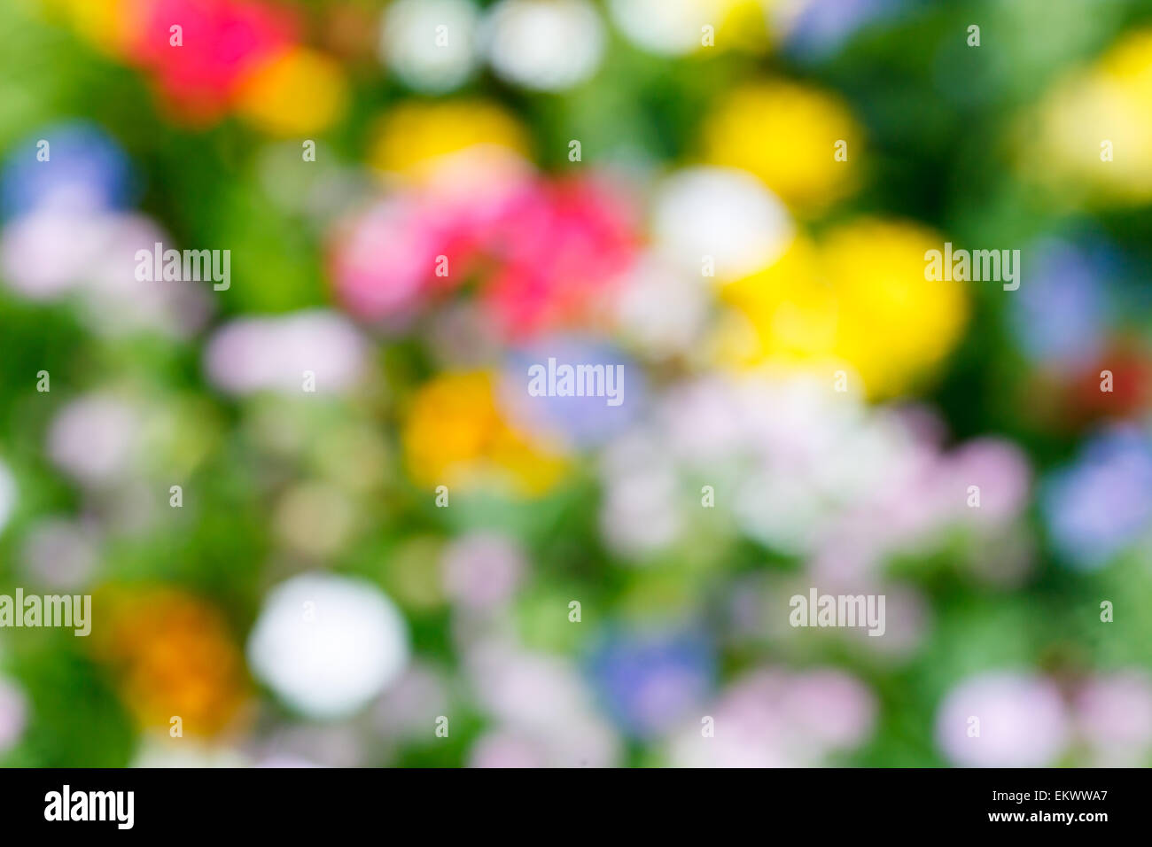 Unscharfe Blumen defokussiertem Hintergrund Stockfoto