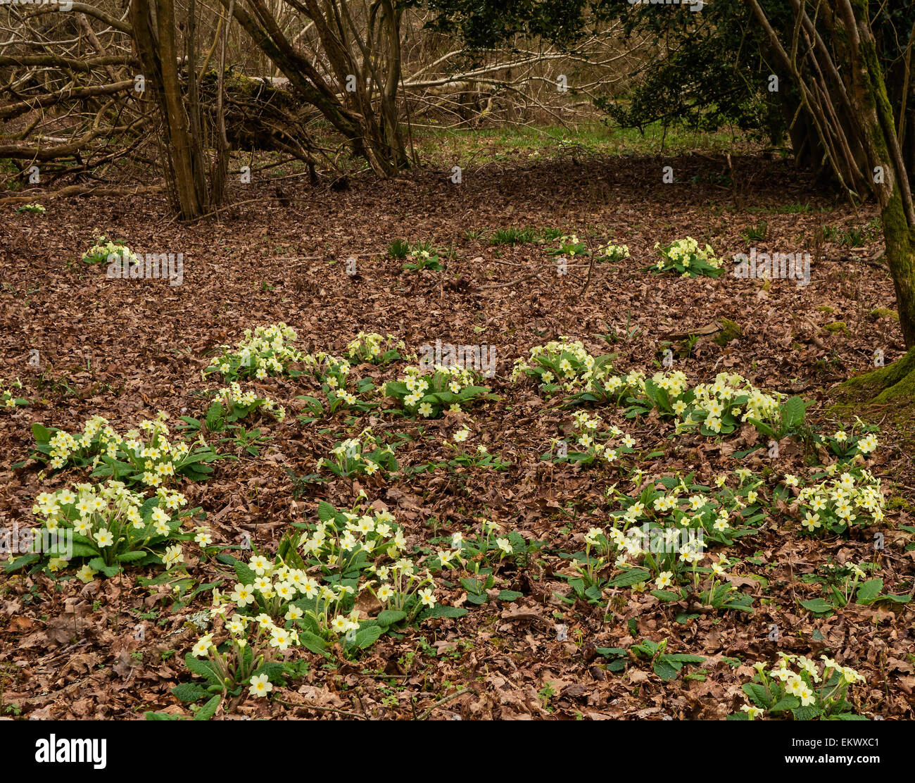 Primeln Blüte in der Waldlandschaft, West Sussex, England, Großbritannien Stockfoto