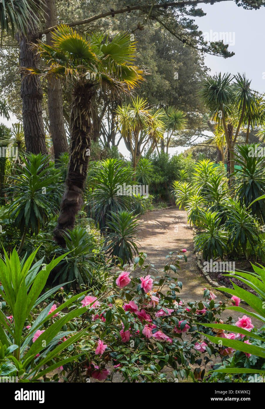 Tropische Gärten in der Nähe von Alum Chine, Bournemouth, Dorset, England, Großbritannien Stockfoto