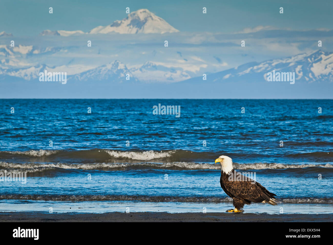 Alaska, Weißkopfseeadler, Ninilchik Strand, Meer Stockfoto