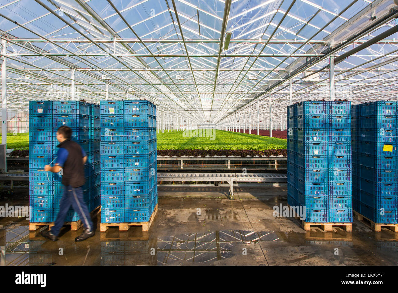 Gärtner, die Verpackung geernteten Salate in Kisten im industriellen Größe Gewächshaus Stockfoto