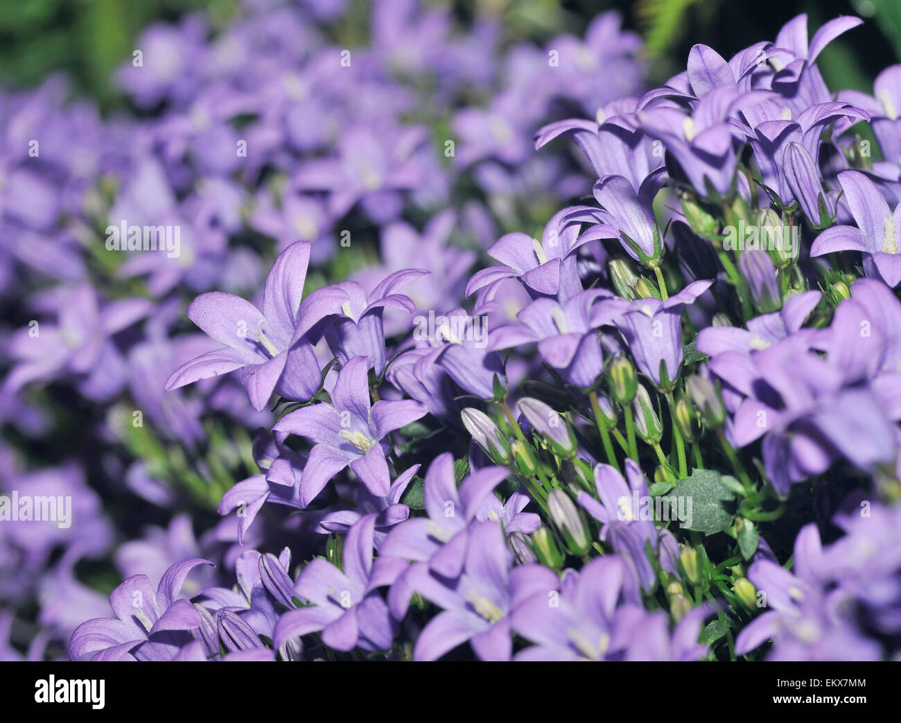 Adria oder dalmatinische Glockenblume - Campanula portenschlagiana Stockfoto