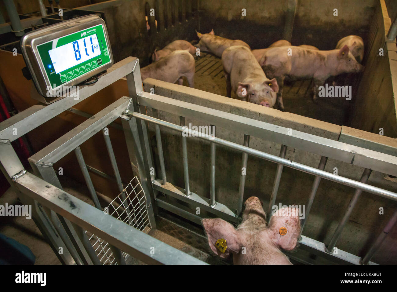 Auf der Waage gewogen, Hausschwein / balance im Schweinestall Stockfoto